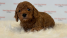 Muhteşem Toy Poodle ve Minyatüre  Yavrular